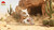 【PRE-ORDER】PocketPals Studio 1:20/1:10 Cubone