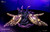 【PRE-ORDER】Pink Lady Studio 1:6 Raiden Shogun