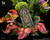 【PRE-ORDER】Wake Studio Four Swords Adventures Link
