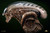 【PRE-ORDER】Deep Tale Studio 1:1 Dog Alien Bust