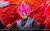 【PRE-ORDER】Supreme Heaven Studio 1:6/1:4 Sitting Rose Goku 