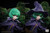 【PRE-ORDER】SFH Studio 1:6 Witch Schierke