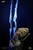 【PRE-ORDER】Deep Tale Studio Wolf Predator Bust with LED