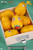 【PRE-ORDER】Toymie Studio Komanetsyn & Chickens
