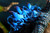 【IN-STOCK】Dragon Frontier Studio MonsterHunter Lagiacrus﻿ A version with LED