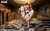 【PRE-ORDER】Moe Creation 1:6 Sandrone