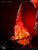 【PRE-ORDER】Lark Studio Monster Hunter Dire Miralis with LED