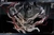 【PRE-ORDER】JOMATAL Studio 1:4 Renegade Immortal WangLin Licensed