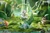 【PRE-ORDER】APEX Toys Studio 1:7 Nahida