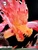 【PRE-ORDER】Zodiakos Studio 1:6 Kamado Tanjiro with LED Licensed