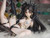 【PRE-ORDER】Fix cast Studio 1:7 Ereshkigal × Ishtar