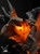 【PRE-ORDER】Lark Studio 1:4 Requiem Leon with LED