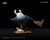 【PRE-ORDER】27Abyss Studio The Mighty Zote