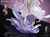 【PRE-ORDER】PiJi Studio × BTTH 1:6 Medusa Licensed