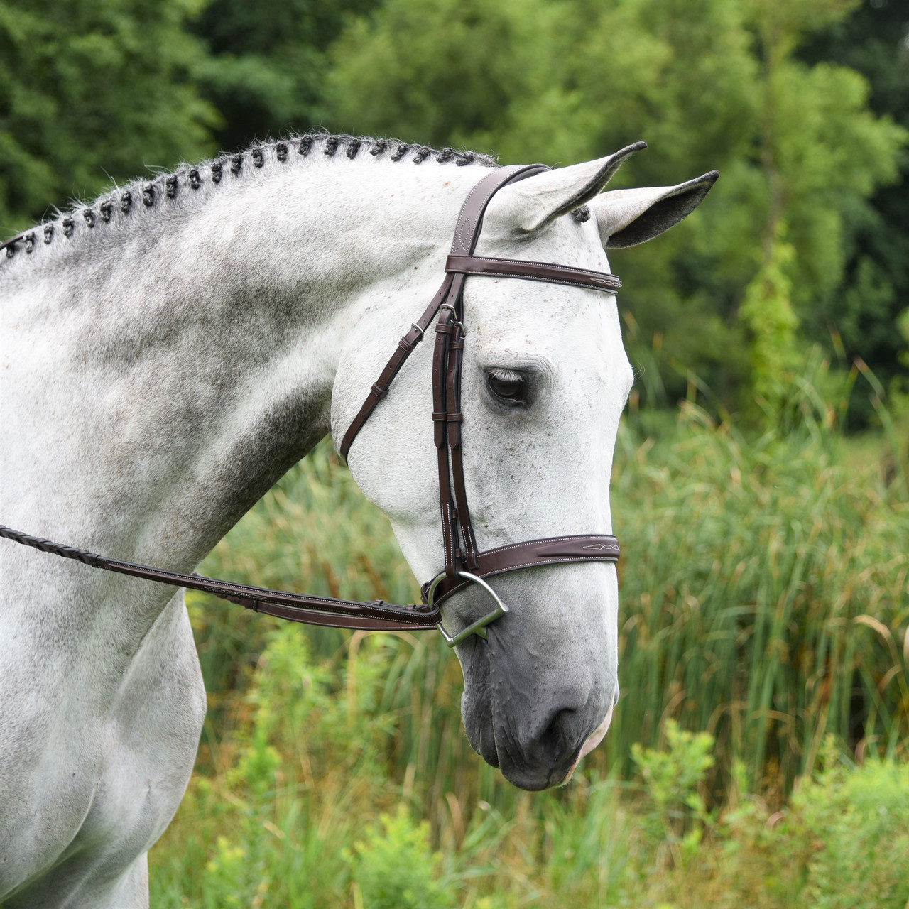 1 Spur Belt in Havana Bridle