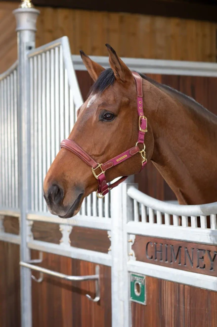 Shires Velociti Lusso Padded Leather Headcollar Breakaway - Burgundy