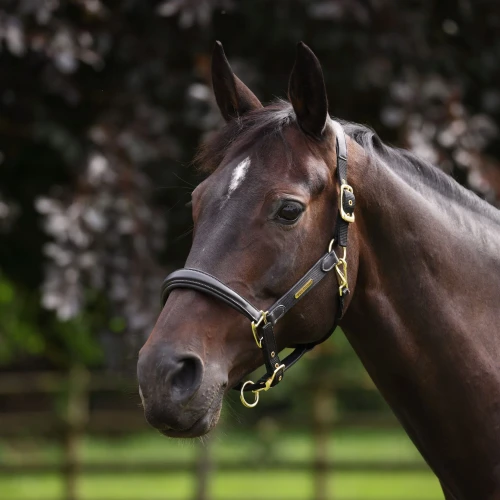 Shires Velociti Lusso Padded Leather Headcollar Breakaway - Black