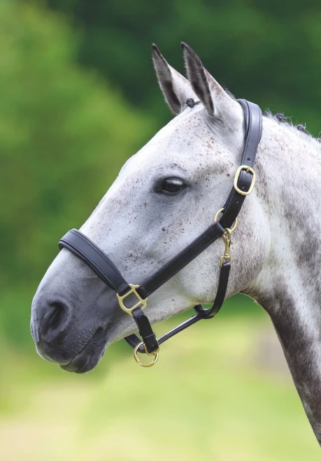 Shires Velociti GARA Padded Leather Travel Headcollar - Black