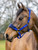 LeMieux Vogue Headcollar & Leadrope - Royal Blue