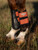 LeMieux Grafter Brushing Boots - Apricot