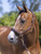 LeMieux Anatomic Headcollar - Brown