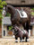 LeMieux Toy Pony Dressage Double Bridle - Black