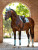 LeMieux Loire Classic Close Contact Saddle Pad - Aqua