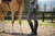 Kerrits Kids Coolcore Full Leg Tech Tight - Carbon