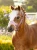 LeMieux Mini Vogue Headcollar & Leadrope - Mallow