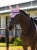 LeMieux Essence Fly Hood - Fondant