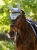 LeMieux Essence Fly Hood - Powder Blue