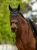 LeMieux Air-Tek Mesh Fly Hood - Black