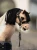 LeMieux Toy Pony Leather Halter & Lead Rope - Black