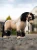 LeMieux Toy Pony Travel Set - Navy