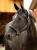 LeMieux Leather Crystal Headcollar - Black