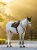 LeMieux Brilliance Close Contact Saddle Pad - Black