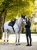 LeMieux Brilliance Close Contact Saddle Pad - Navy