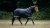 LeMieux Arika Storm-Tek Turnout Rug 100g - Black