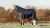 LeMieux Kudos Turnout Rug 100g - Navy