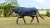 LeMieux Arika Storm-Tek Turnout Rug 200g Medium - Navy