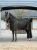 LeMieux Kudos ClimaCore Stable Rug with Neck 200g - Black