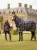 LeMieux Arika Heritage Check Turnout Rug 100g - Cocoa