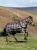 LeMieux Arika Heritage Check Turnout Rug 200g - Cocoa