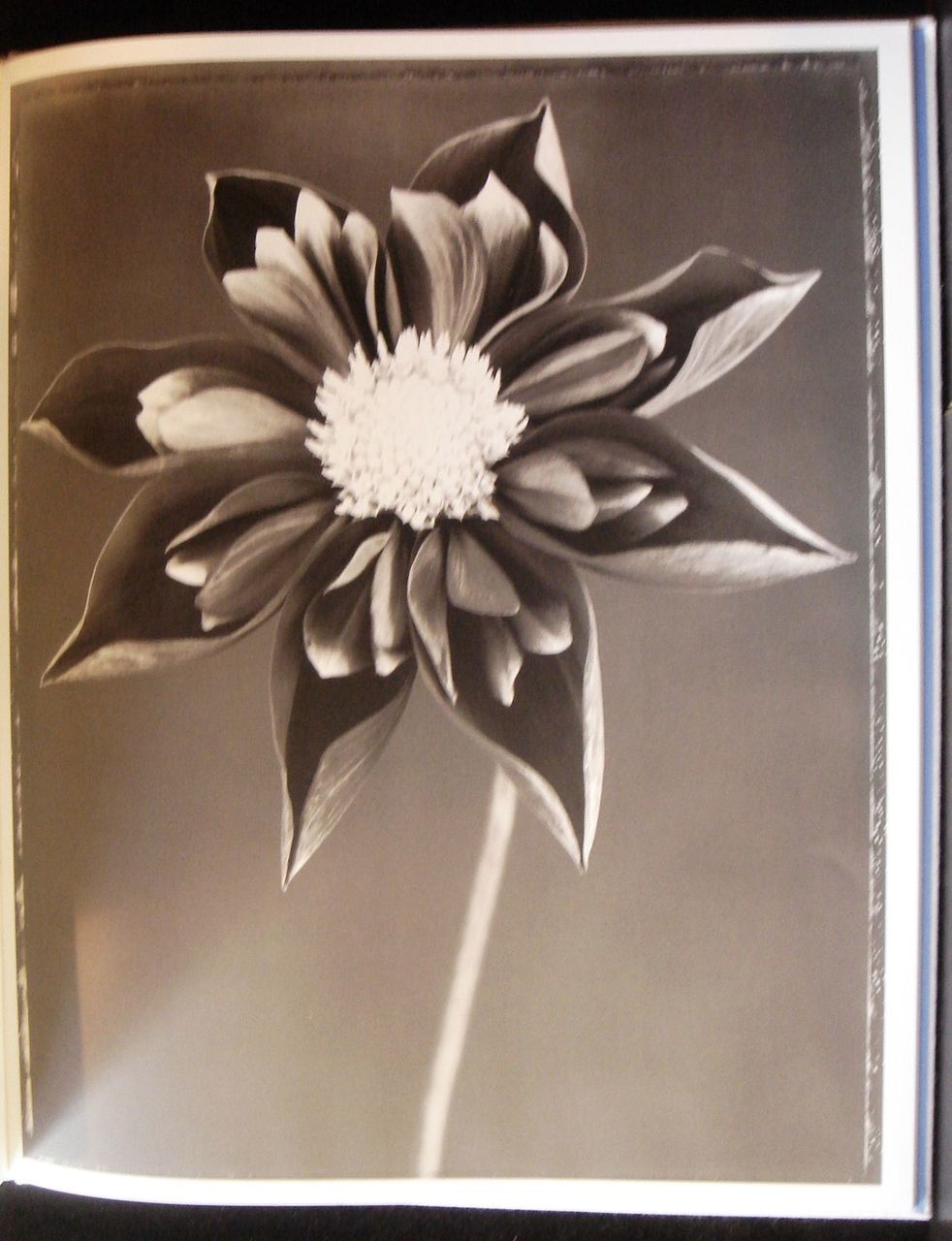 NUDARE Ron van Dongen Signed Limited First Art Flower Plant