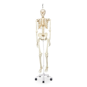 Stan the Standard Skeleton 5 ft. 6 in. (170 cm) - Includes 5-Arm Hanging Roller Stand (73-1/4 in)