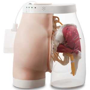Nasco Intramuscular Injection Model of Buttocks – Type 2