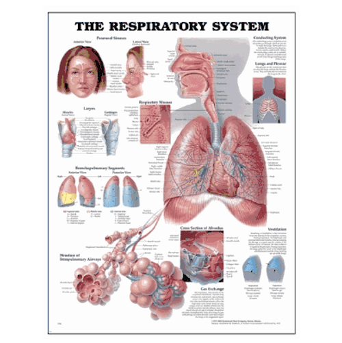 Respiratory Anatomical Chart