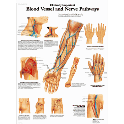Blood Vessle/Nerve Chart