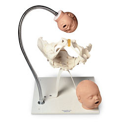 Nasco Pelvic Bone with Fetal Heads on Stand