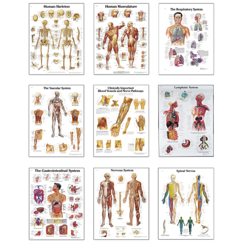 Nasco 3B Scientific Anatomical Charts – Complete Set of 9